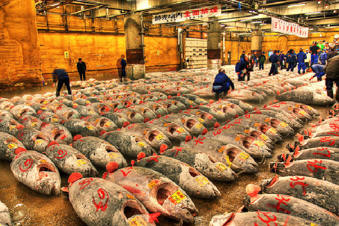 Tsukiji Fish Market