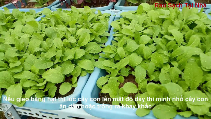 Clean Vegetables at Home