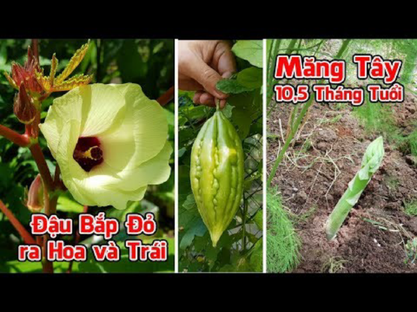 Quoc Thinh Le