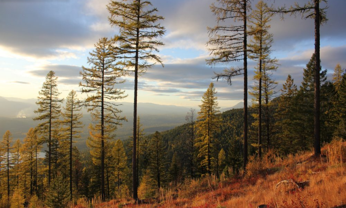 Whitefish, Montana