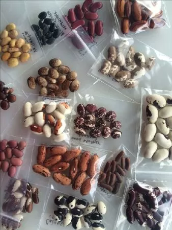 Seeds