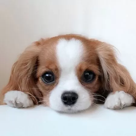 People with pets are reportedly happier than those without