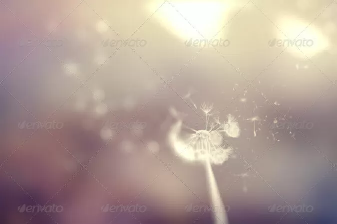 Dandelion Backgrounds