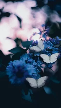 Free Photography Iphone Blur Background