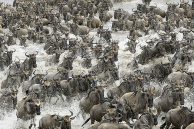 SERENGETI National Park, TANZANIA
